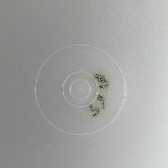 Tupperware Cake Keeper - Picture 5 of 6